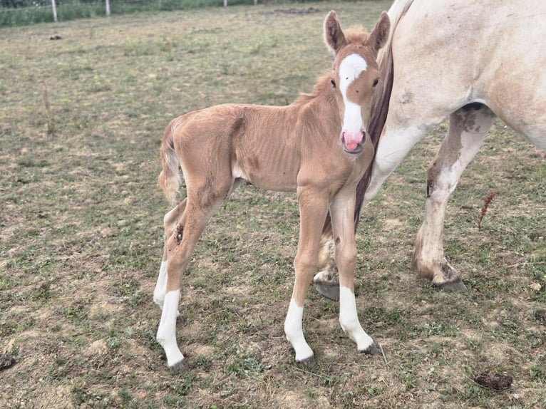 New Forest Pony Hengst Veulen (01/2026) 160 cm Palomino in Le pin