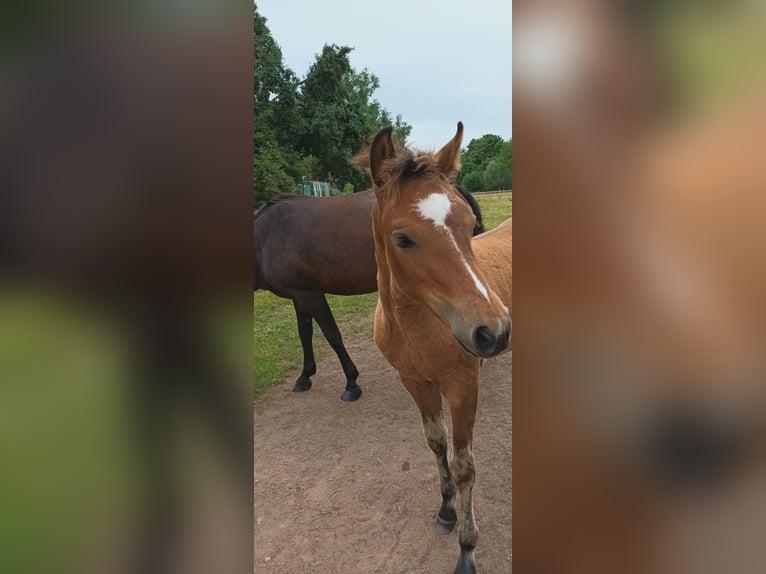 New Forest Pony Hengst veulen (05/2024) Bruin in Neu Wulmstorf