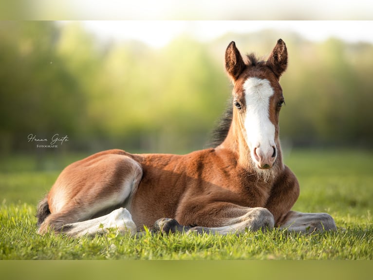 New Forest Pony Hengst  in Heinzenbach
