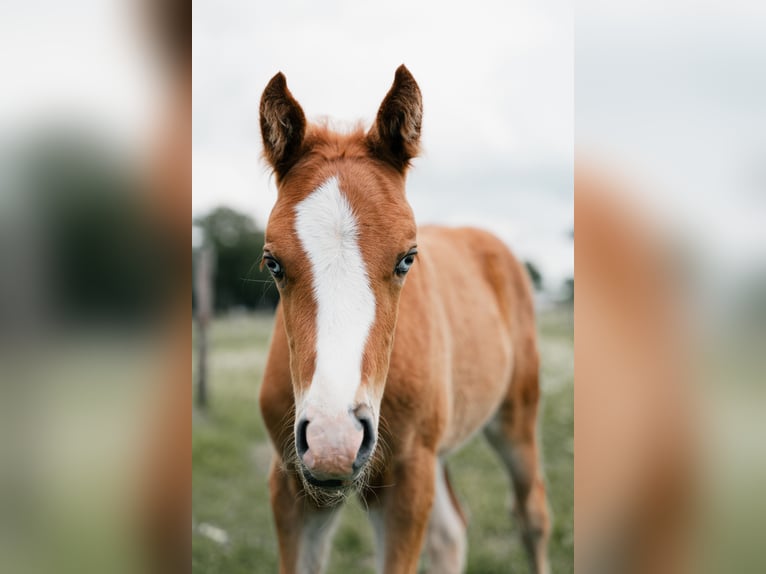 New Forest Pony Hengst Veulen (05/2026) Vos in Sint Anthonis