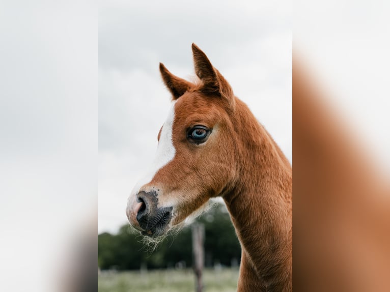 New Forest Pony Hengst Veulen (05/2026) Vos in Sint Anthonis