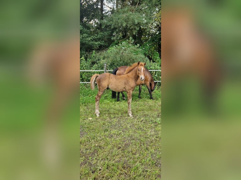 New Forest Pony Hengst veulen (05/2024) Vos in Garlstorf