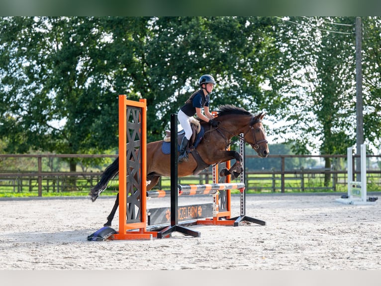 New Forest Pony Mare 10 years 13.1 hh Brown in Kaulille