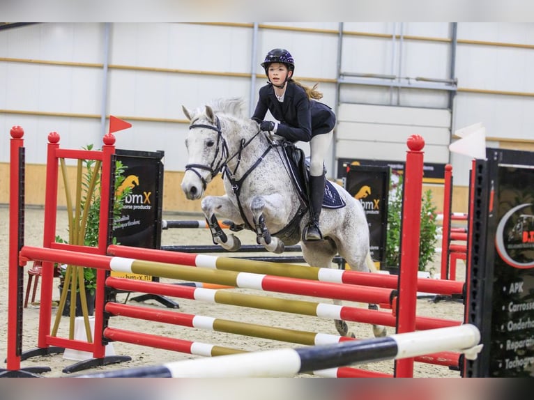 New Forest Pony Mare 10 years 14 hh Grey in Zeewolde