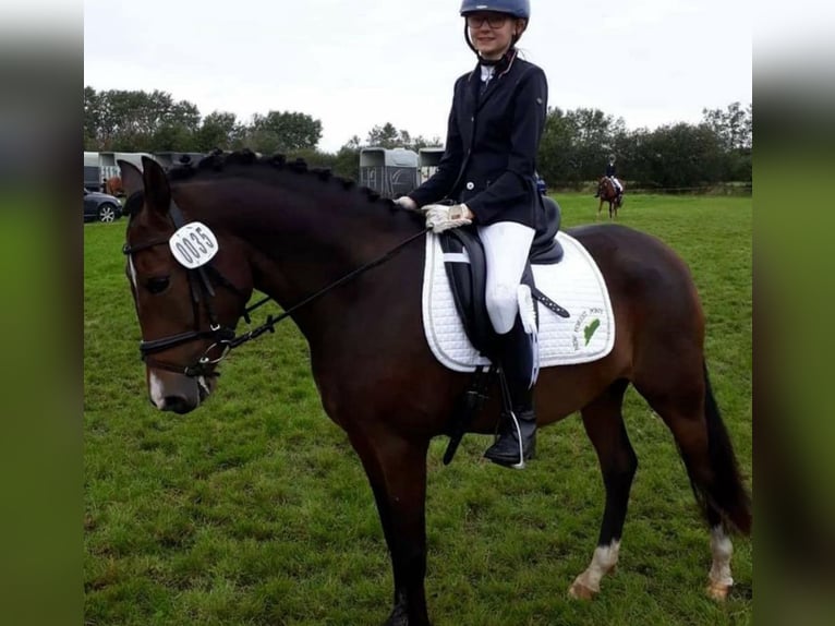 New Forest Pony Mare 10 years 14,1 hh Brown in J&#xF6;rl