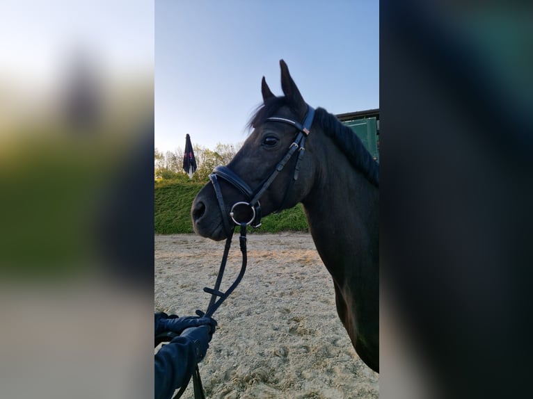 New Forest Pony Mix Mare 11 years 13.2 hh Black in Pirmasens