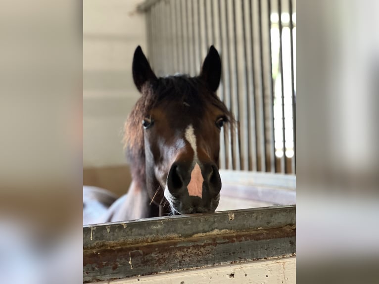 New Forest Pony Mare 11 years 14,1 hh Bay-Dark in Hallbergmoos