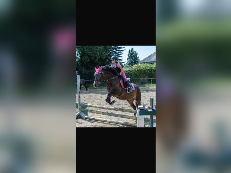 New Forest Pony Mare 11 years 14,1 hh Bay-Dark in Hallbergmoos