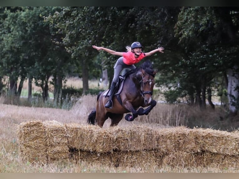 New Forest Pony Mare 11 years 14.1 hh Brown in Jörl