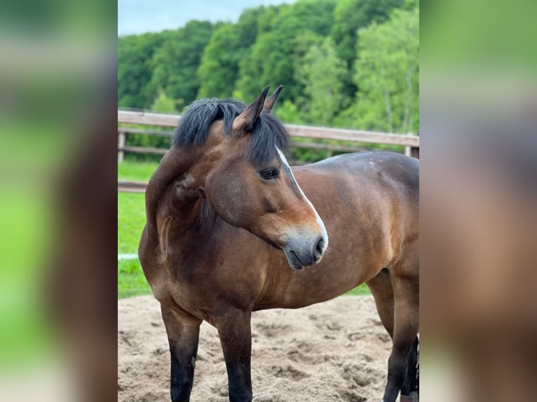 New Forest Pony Mare 11 years 14 hh Brown in Rotterdam