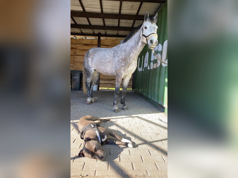 New Forest Pony Mare 11 years 14 hh Gray-Dapple in Staßfurt