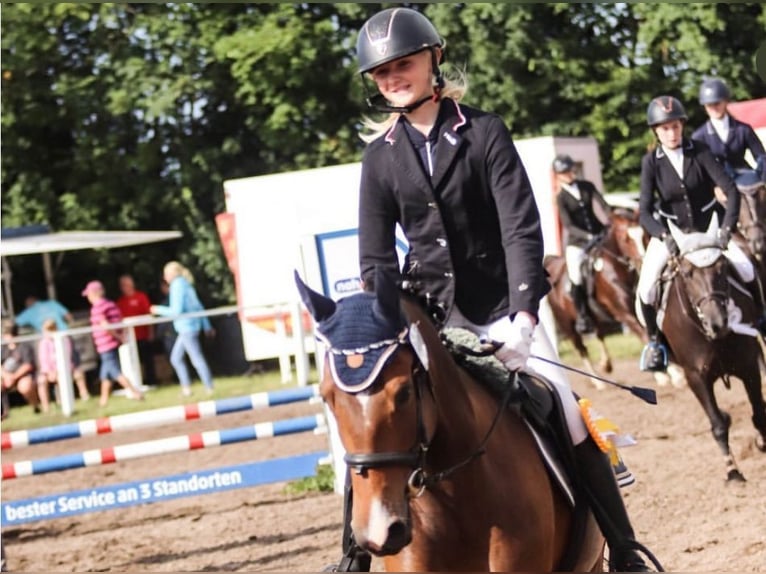 New Forest Pony Mare 11 years 14,1 hh Brown in Jörl