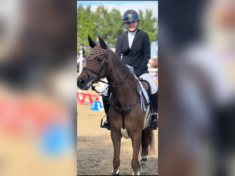 New Forest Pony Mare 11 years 14,2 hh Chestnut-Red in Recke, bei Osnabrück New Forest Pony Mare 11 years 14,2 hh Chestnut-Red in Recke, bei Osnabrück