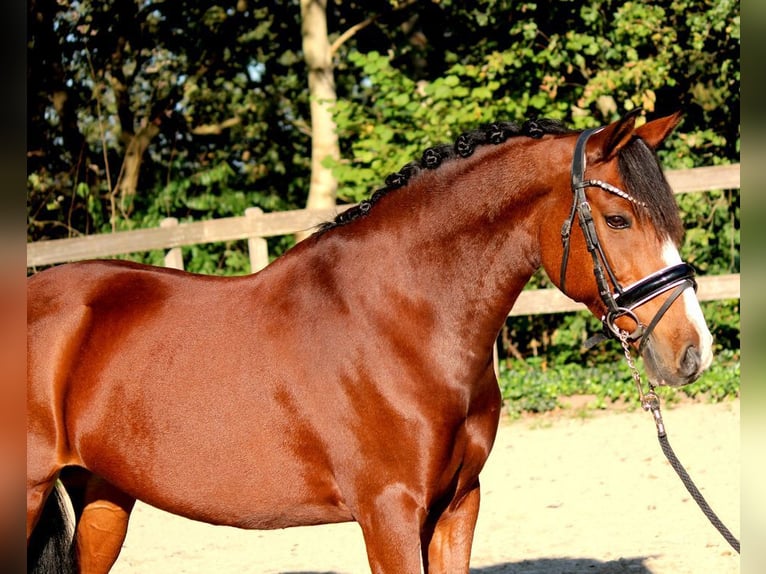 New Forest Pony Mare 12 years 14,1 hh Brown in Rucphen