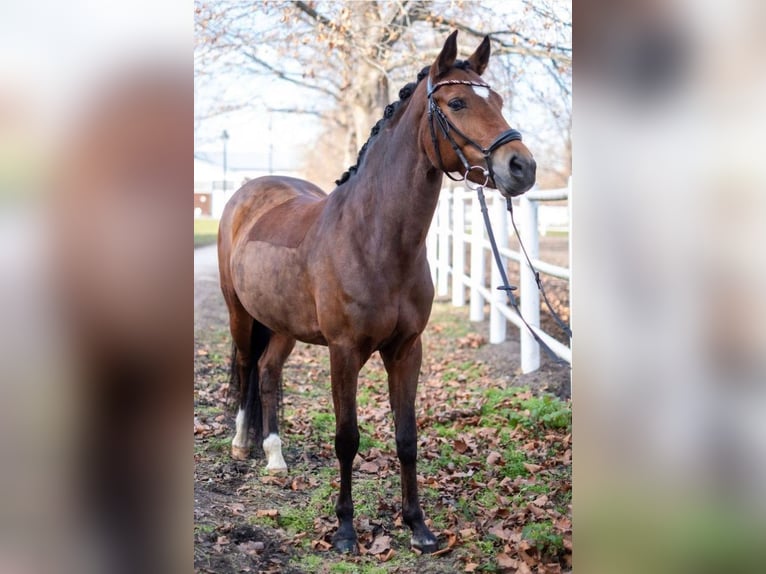 New Forest Pony Mare 12 years 14,2 hh Brown in Ebreichsdorf