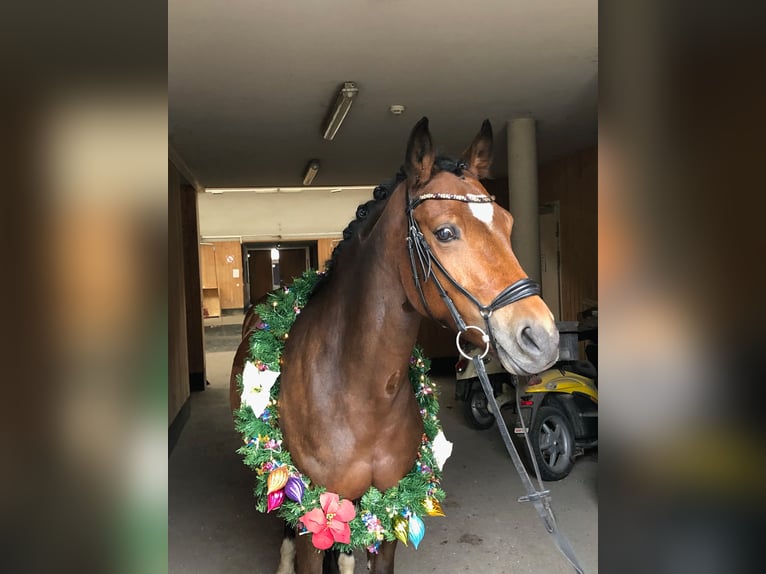 New Forest Pony Mare 12 years 14,2 hh Brown in Ebreichsdorf