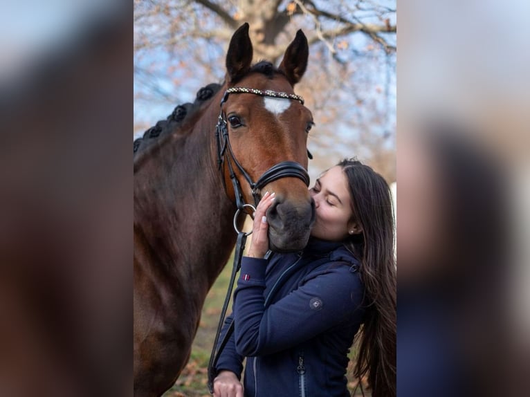 New Forest Pony Mare 12 years 14,2 hh Brown in Ebreichsdorf