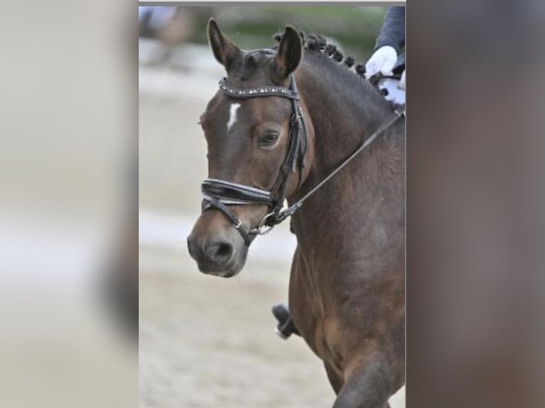 New Forest Pony Mix Mare 12 years 14 hh Brown in Houten