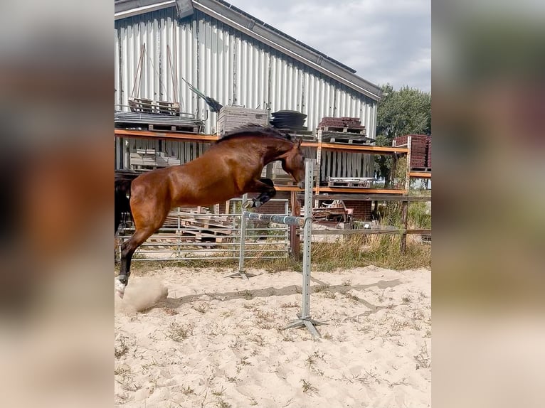 New Forest Pony Mix Mare 12 years 14 hh Brown in Houten