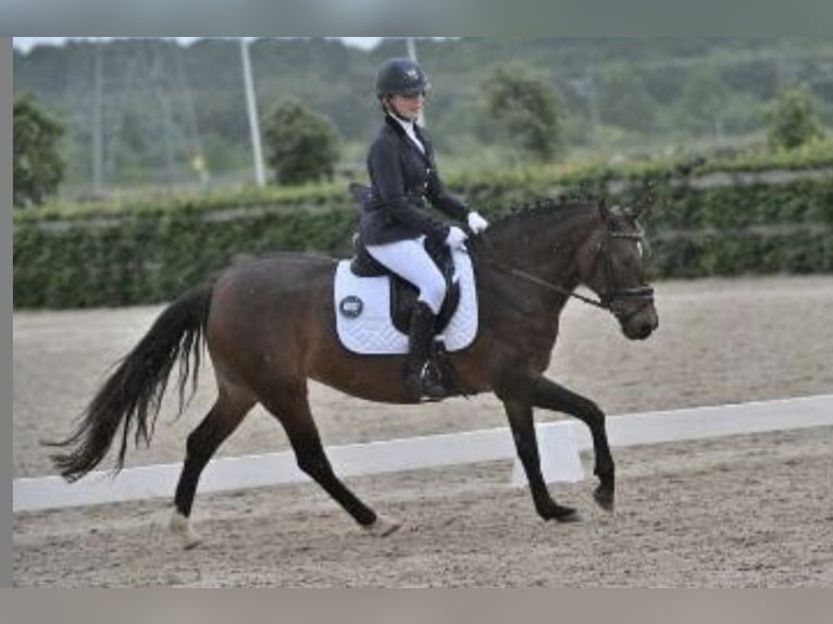 New Forest Pony Mix Mare 12 years 14 hh Brown in Houten