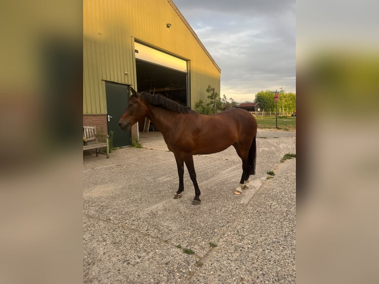New Forest Pony Mix Mare 12 years 14 hh Brown in Houten