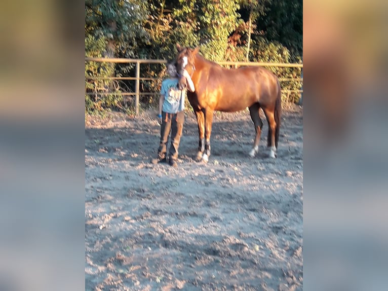 New Forest Pony Mare 12 years 14 hh Chestnut-Red in Lage