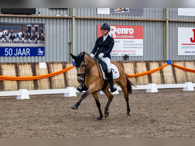 New Forest Pony Mare 12 years 14,2 hh Brown-Light in Barneveld