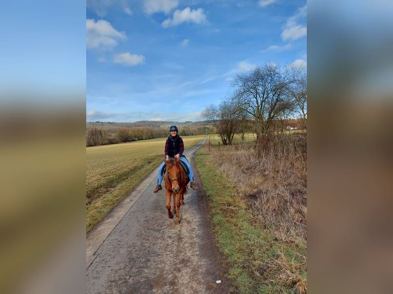 New Forest Pony Mix Mare 12 years 14,2 hh Chestnut in Niedererbach