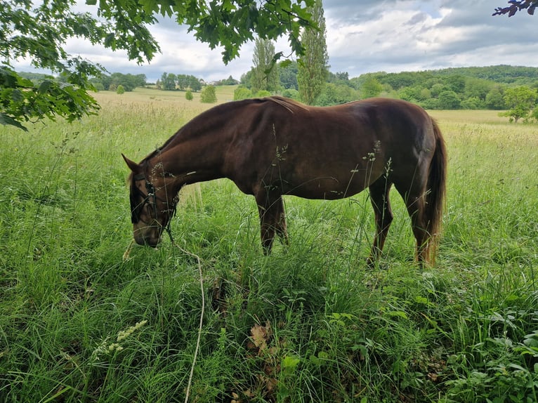 New Forest Pony Mix Mare 12 years 14,2 hh Chestnut-Red in Niedererbach