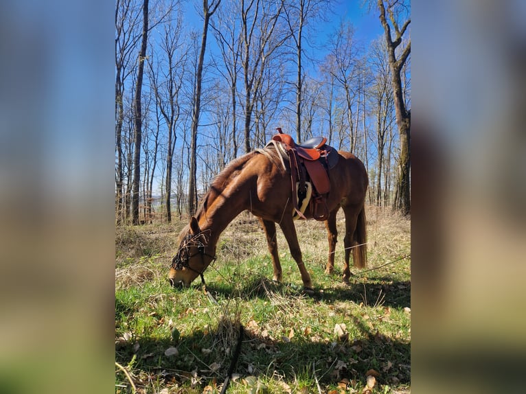New Forest Pony Mix Mare 12 years 14,2 hh Chestnut-Red in Niedererbach