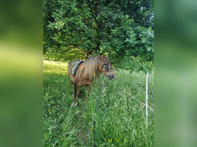 New Forest Pony Mix Mare 12 years 14,2 hh Chestnut-Red in Niedererbach
