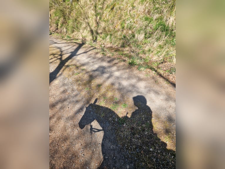 New Forest Pony Mix Mare 12 years 14,2 hh Chestnut-Red in Niedererbach