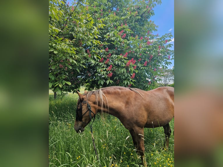 New Forest Pony Mix Mare 12 years 14,2 hh Chestnut-Red in Niedererbach