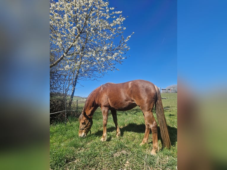 New Forest Pony Mix Mare 12 years 14,2 hh Chestnut-Red in Niedererbach