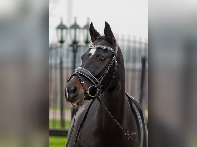 New Forest Pony Mare 12 years Black in Zeewolde