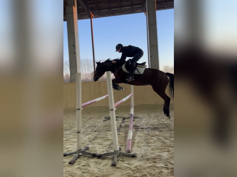 New Forest Pony Mare 13 years 14.1 hh Brown in Mamming