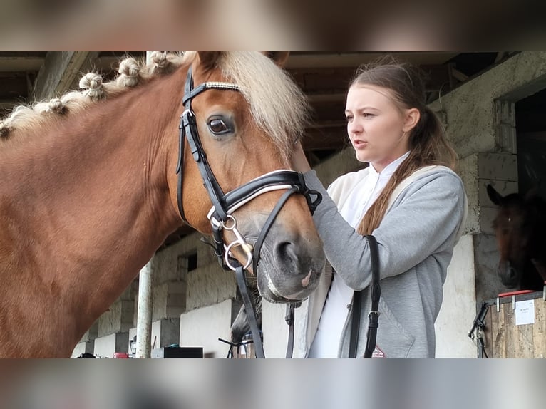 New Forest Pony Mare 13 years 14,1 hh Chestnut-Red in Otusz