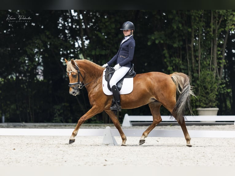 New Forest Pony Mare 13 years 14,1 hh Chestnut-Red in Otusz