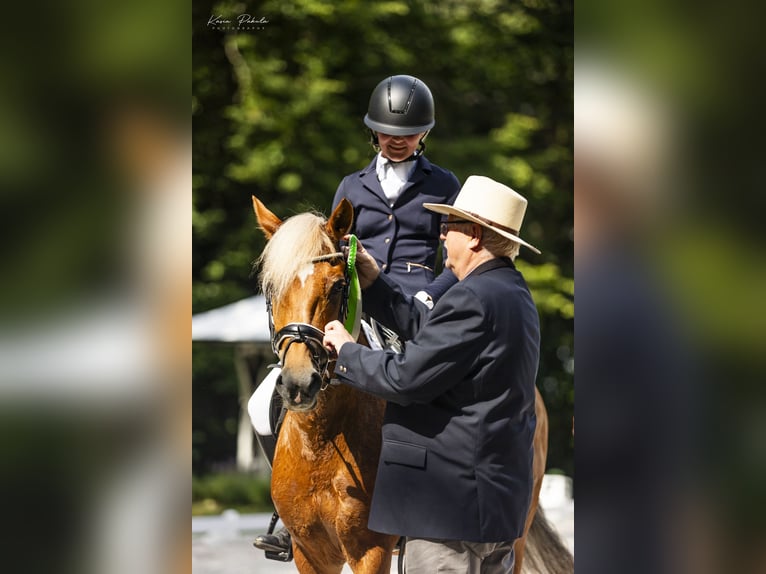 New Forest Pony Mare 13 years 14,1 hh Chestnut-Red in Otusz