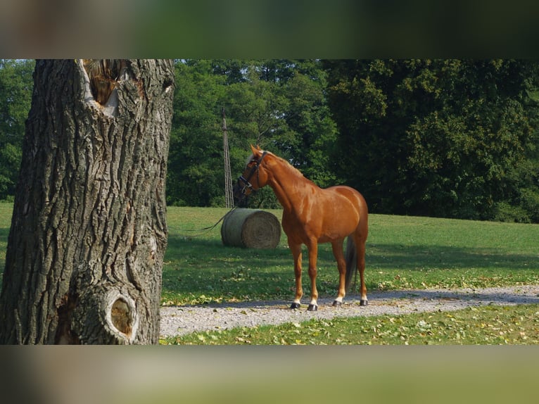 New Forest Pony Mare 13 years 14,1 hh Chestnut-Red in Otusz