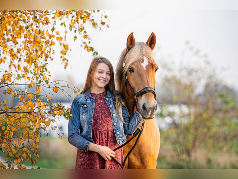 New Forest Pony Mare 13 years 14,1 hh Chestnut-Red in Otusz