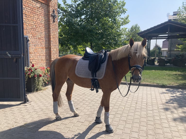 New Forest Pony Mare 13 years 14,1 hh Chestnut-Red in Otusz