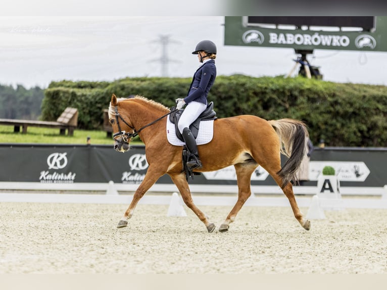 New Forest Pony Mare 13 years 14,1 hh Chestnut-Red in Otusz