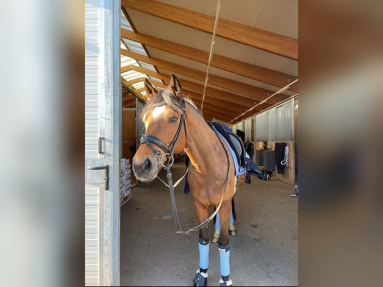 New Forest Pony Mare 13 years 14,2 hh Brown in Ebreichsdorf