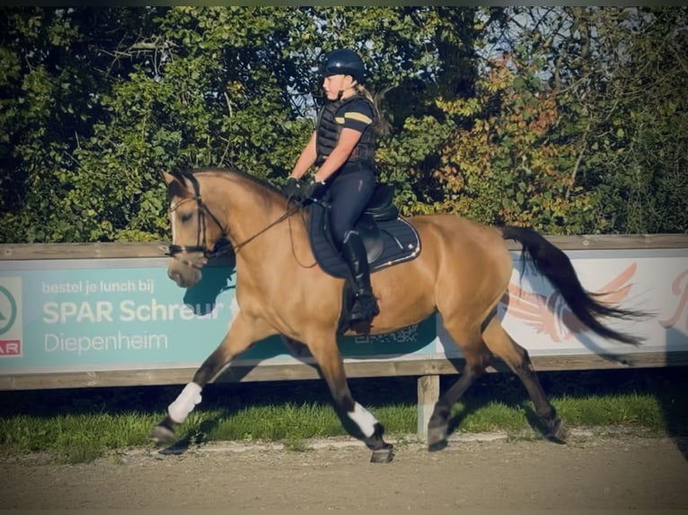 New Forest Pony Mare 13 years 14.2 hh  in Gelselaar