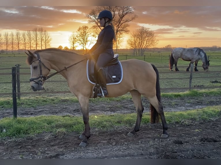 New Forest Pony Mare 13 years 14.2 hh  in Gelselaar