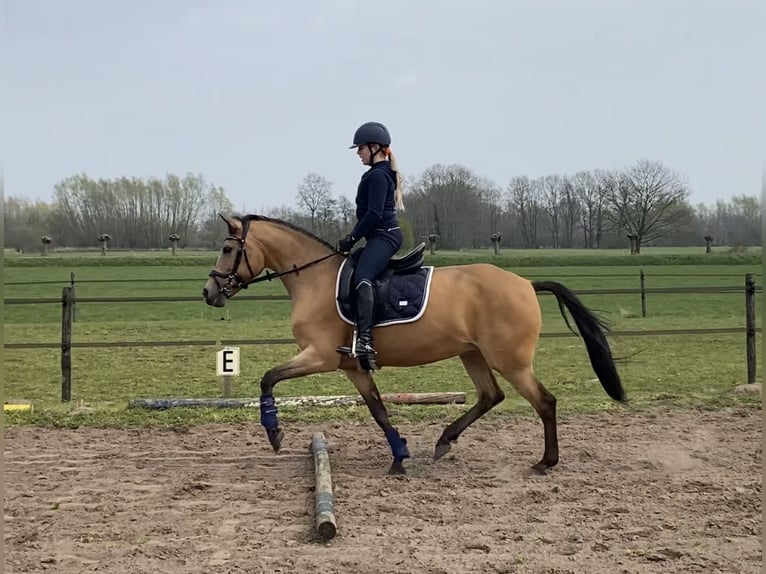 New Forest Pony Mare 13 years 14.2 hh  in Gelselaar