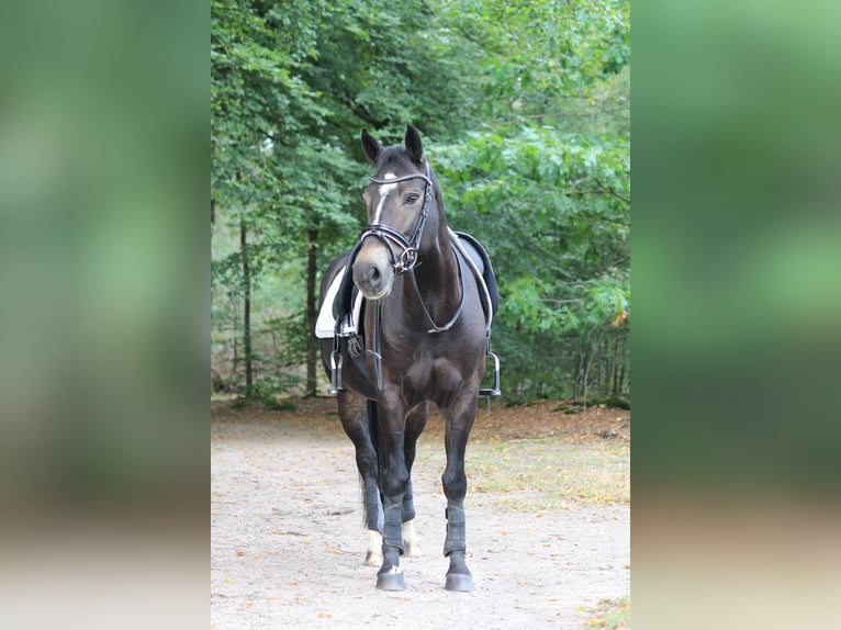 New Forest Pony Mare 13 years 14,1 hh Bay-Dark in Kortenhoef