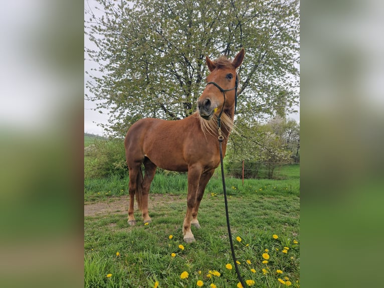 New Forest Pony Mix Mare 13 years 14,2 hh Chestnut in Niedererbach
