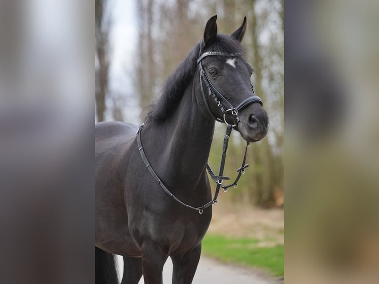 New Forest Pony Mare 14 years 13,1 hh Black in Dongen